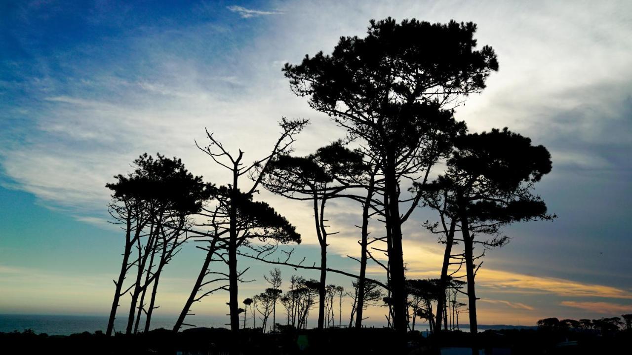 Casagrande Hotel & Beach Club José Ignacio Eksteriør billede Monterey cypress trees at Point Arena, California